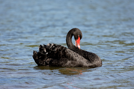 Black swan, Cygnus atratus,
