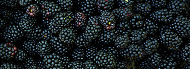 istock Close up fresh ripe blackberries as background. Top view, Flat lay 1672193837