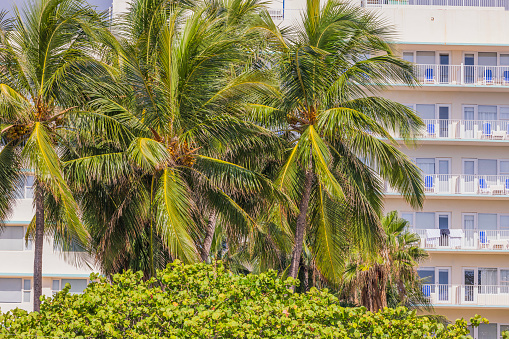 Beautiful view of coconut trees on backdrop of buildings on Atlantic Ocean beach. Miami Beach. USA.