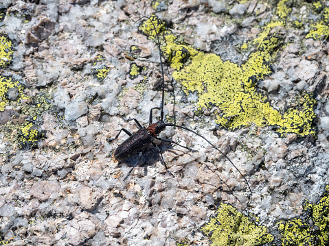 Selective focus. Natural background with a beetle. large black barbel beetle crawls along the stone with lichens in the Siberian forest. Close up, copy space.