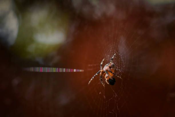 Free Stock Photo of Colorful spider in intricate web on a blurred ...