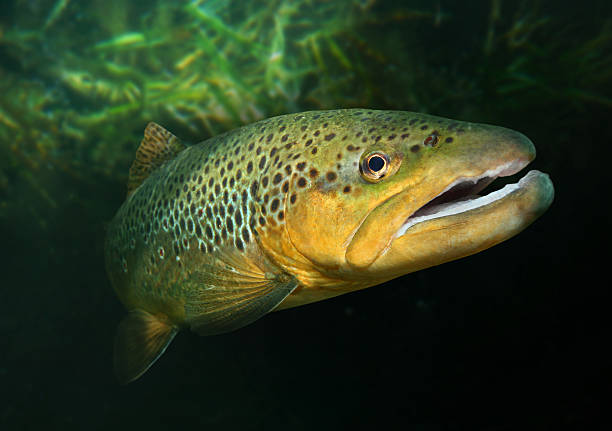 die brown trout (salmo trutta). - brown trout stock-fotos und bilder
