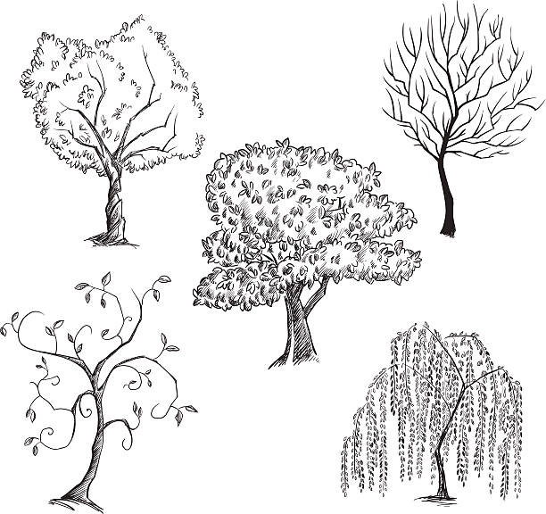 Vector trees collection Set of vector trees, hand drawn willow tree stock illustrations