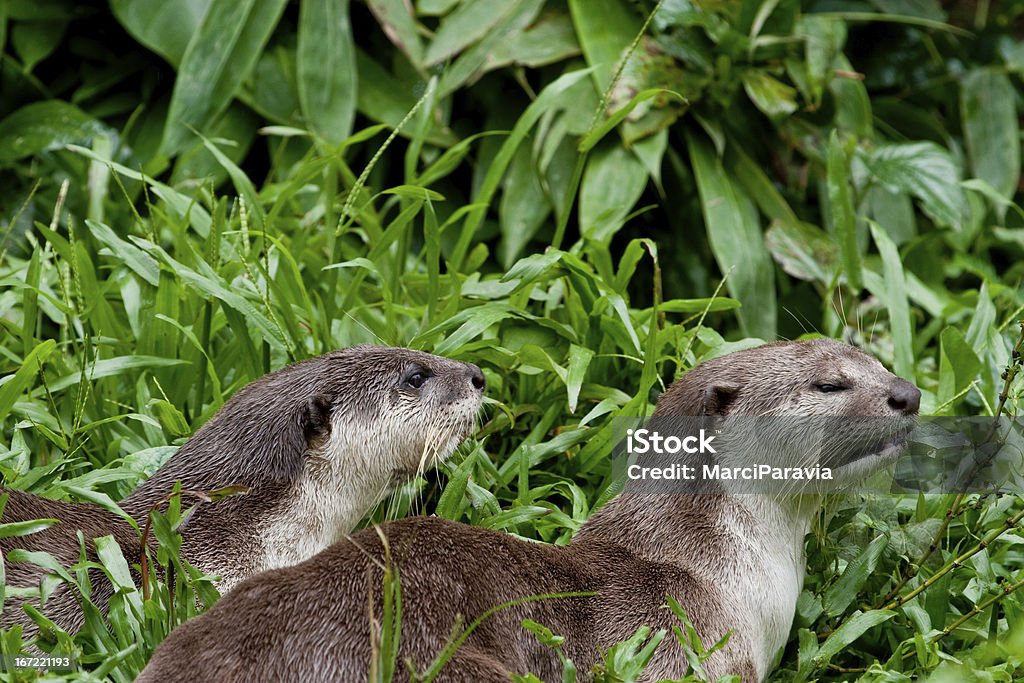 Lisa River Otters - Foto de stock de Alerta libre de derechos