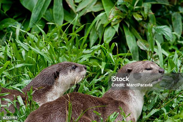 Lisa River Otters Foto de stock y más banco de imágenes de Alerta - Alerta, Animal, Fotografía - Imágenes
