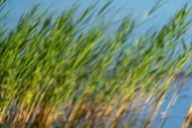 Reedbed background in Woodwalton Fen nature reserve.