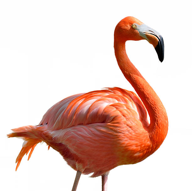 istock Pink Flamingo 167222418