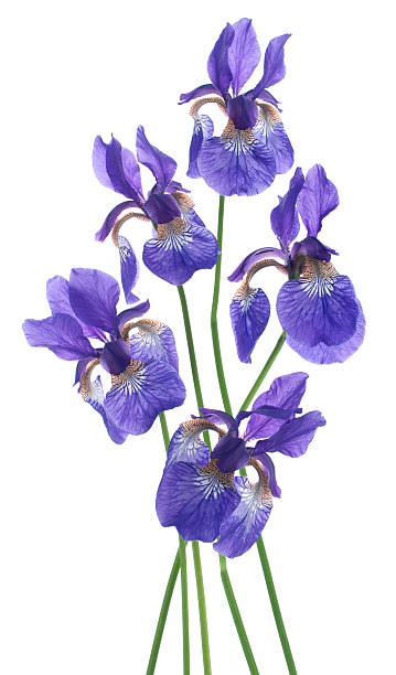 iris Studio Shot of Blue Colored Iris Flowers Isolated on White Background. Large Depth of Field (DOF). Macro. Emblem of France. deep focus stock pictures, royalty-free photos & images