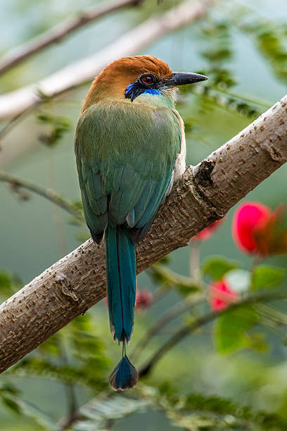istock Russet-crowned Motmot 167223214