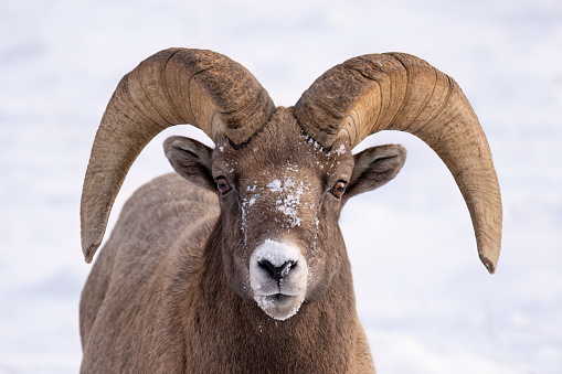 Portrait of a gray lamb (Romanov breed) covered with snow isolated on white background . Sheep at the home farm