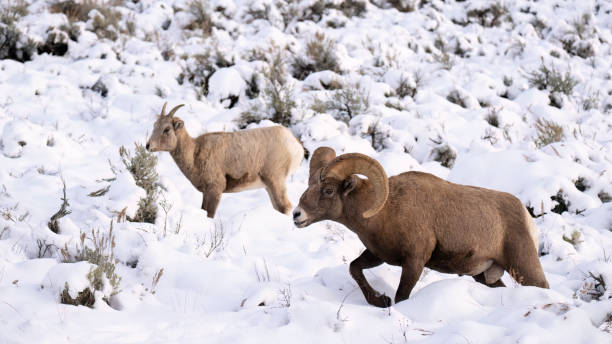 Bighorn sheep, Ram, male and female animal stock photo