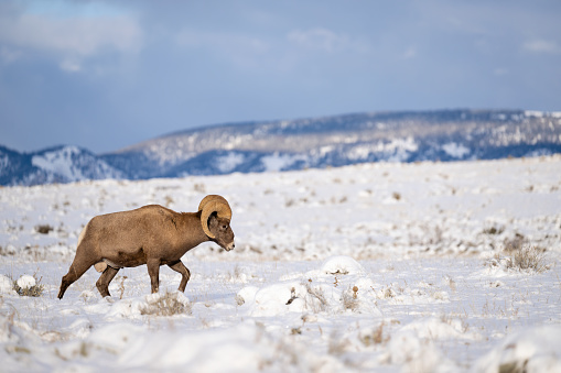 Bighorn sheep ram, ovis canadensis, in rutting season, Grand Teton National park, Wyoming, USA