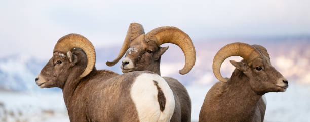 Bighorn sheep, Ram, three male animals stock photo
