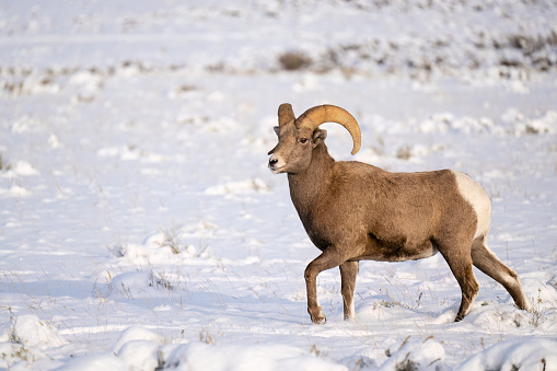 Bighorn sheep ram, ovis canadensis, in rutting season, Grand Teton National park, Wyoming, USA