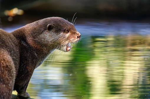 Portrait profile of Asian small-clawed otter, Aonyx cinereus, also known as the oriental small-clawed otter and the small-clawed otter