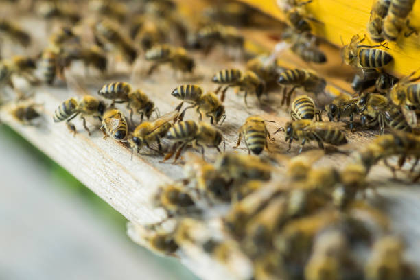 istock From beehive entrancebees creep out. 1672255141