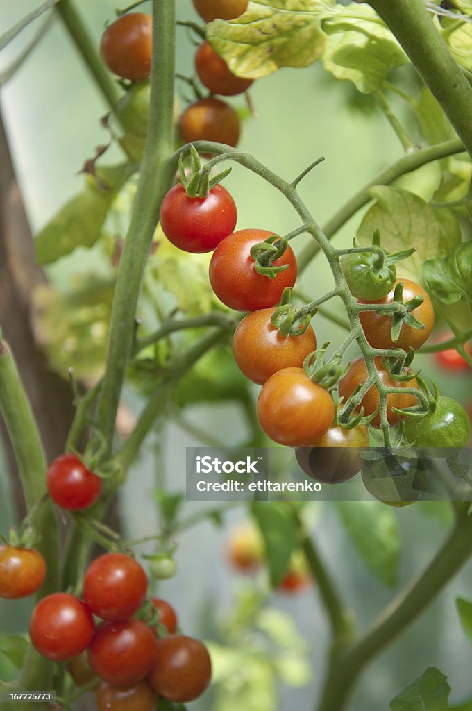 Tomates no jardim - Foto de stock de Agricultura royalty-free