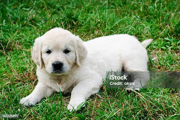 Golden Retriever - Fotografie stock e altre immagini di Ambientazione esterna - Ambientazione esterna, Animale, Animale da compagnia