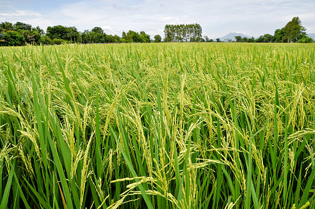 Ryżu pola – zdjęcie