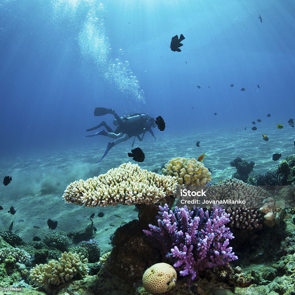 Mergulho autônomo em recifes de Coral - Foto de stock de Animal royalty-free