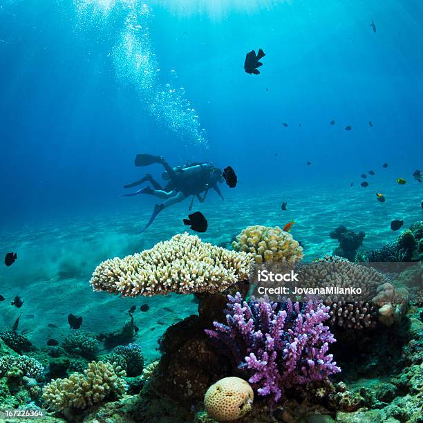 Foto de Mergulho Autônomo Em Recifes De Coral e mais fotos de stock de Animal - Animal, Animal selvagem, Atividade