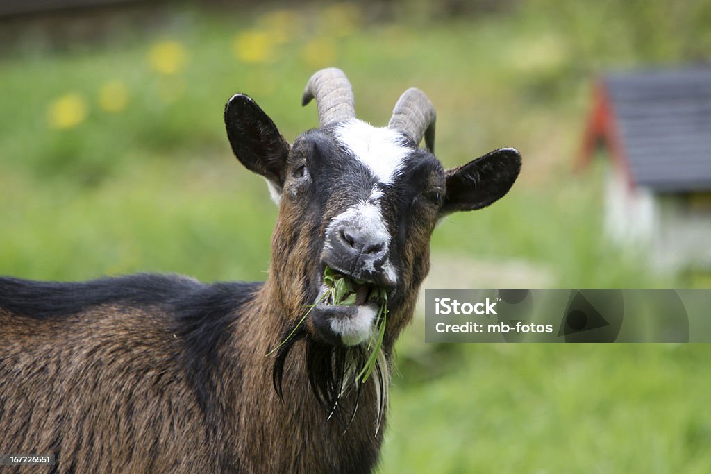 Ziege - Lizenzfrei Braun Stock-Foto