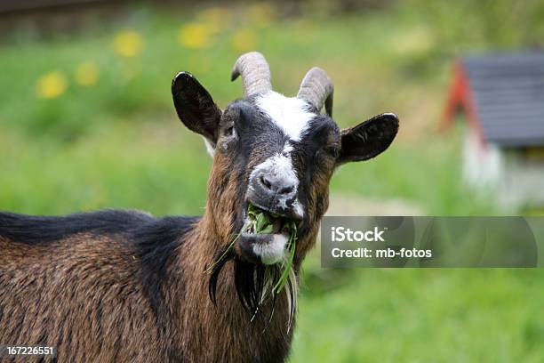 Cabra Foto de stock y más banco de imágenes de Agricultura - Agricultura, Alimentar, Animal