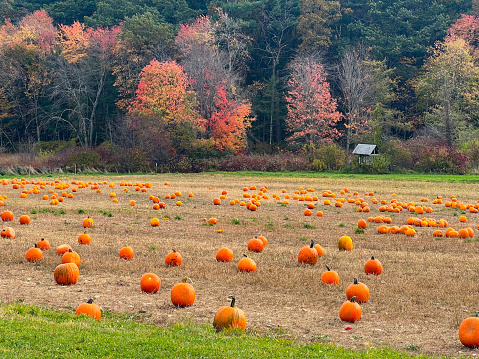 Pumpkins at a Farm Stand