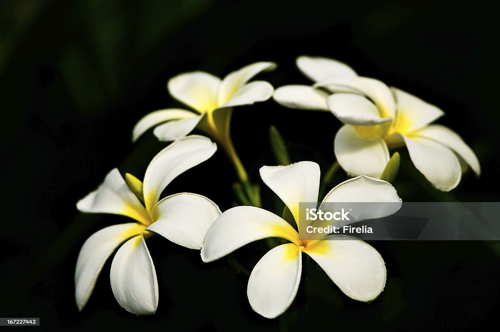 Biały Plumeria (Plumeria) kwiaty na czarny - Zbiór zdjęć royalty-free (Bez ludzi)