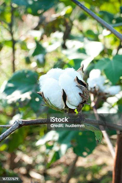 Baumwolle Boll Stockfoto und mehr Bilder von Agrarbetrieb - Agrarbetrieb, Ast - Pflanzenbestandteil, Ausgedörrt