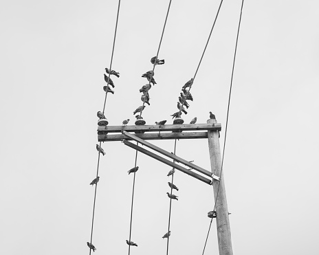 Birds perched on electric power wire lines. Black and white.