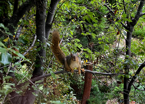 inquisitive  squirrel in tree