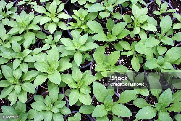 Flores De Producción Foto de stock y más banco de imágenes de Agricultura - Agricultura, Crecimiento, Flor