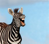 Zebra Laugh