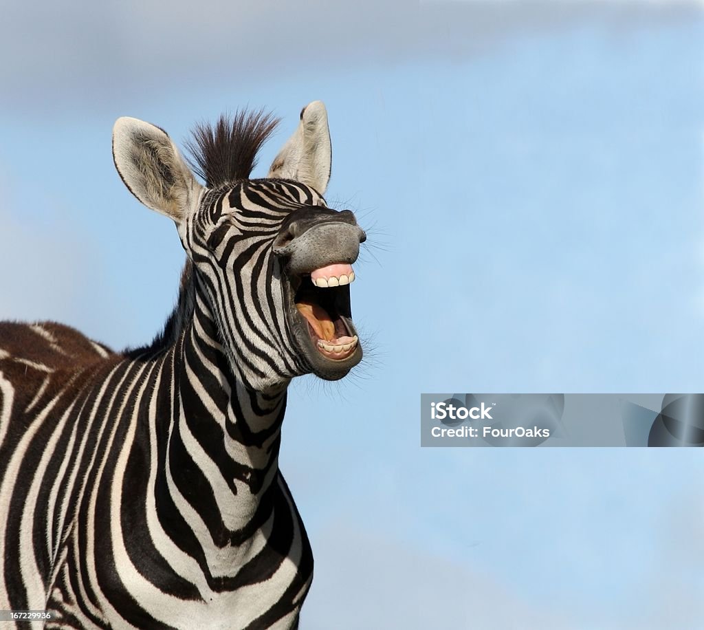 Zebra Laugh Plains or Burchell's zebra with mouth wide open and showing big teeth Zebra Stock Photo