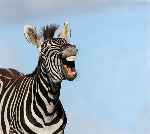 Zebra Laugh Plains or Burchell's zebra with mouth wide open and showing big teeth zebra stock pictures, royalty-free photos & images