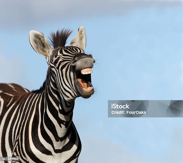 Zebra Laugh Stock Photo - Download Image Now - Zebra, Laughing, Animal