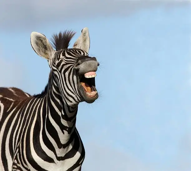 Plains or Burchell's zebra with mouth wide open and showing big teeth