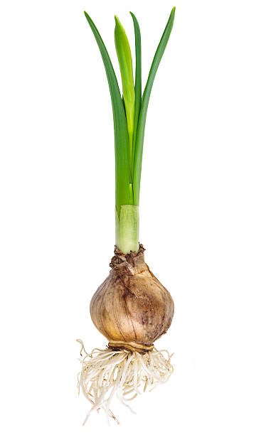 istock Young narcissus with bulb and roots 167230049