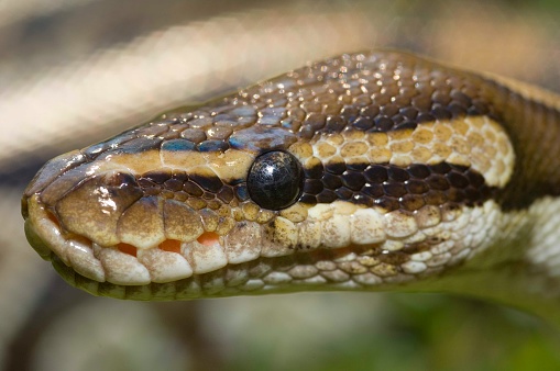 Close up of Python regius head