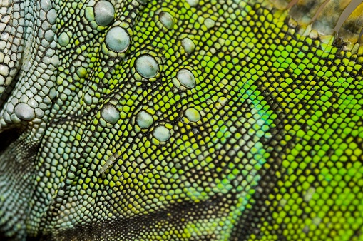 Green lizard on the tree. Reptile. Summer abstract tropical background. Copy space