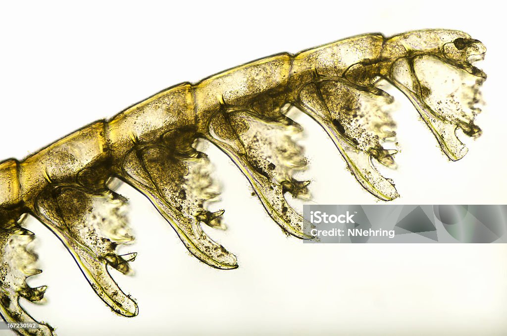 Perisarc Hydroid Hydrocaulus And Perisarc Stock Photo - Download Image Now ...
