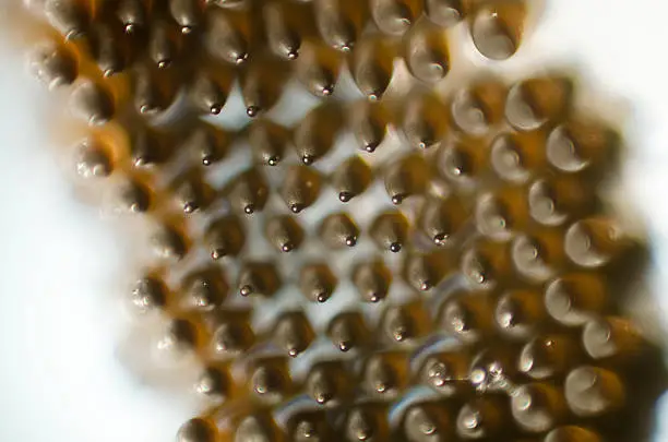 Photo of mosquito egg raft micrograph