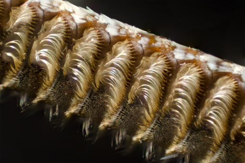 Photomicrograph of antenna of tobacco hornworm moth, Manduca sexta. Dry mount. 5X objective, oblique reflected illumination. Stack of 20 images to increase DOF.