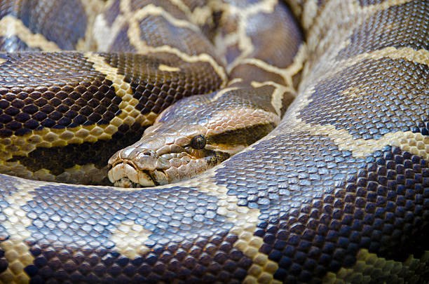 220+ Yellow Burmese Python Stock Photos, Pictures & Royalty-Free Images ...