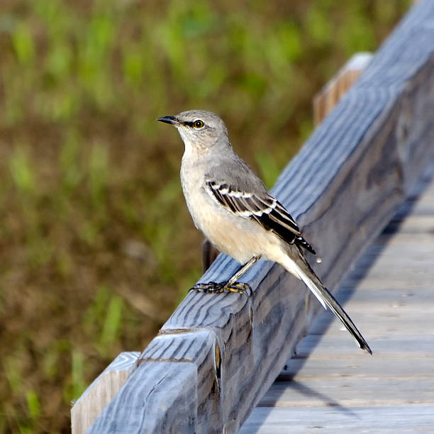Taxon name: Northern Mockingbird\nTaxon scientific name: Mimus polyglottos\nLocation: Birmingham, Alabama, USA