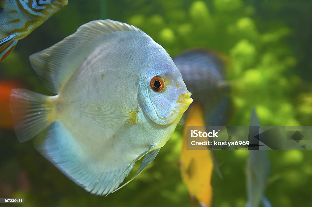 Beautiful colored fish Fish in an aquarium looking at the photographer Deep Stock Photo