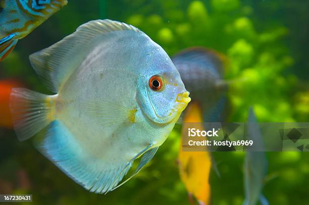 Beautiful Colored Fish Stock Photo - Download Image Now - Deep, Dry, Exhibition