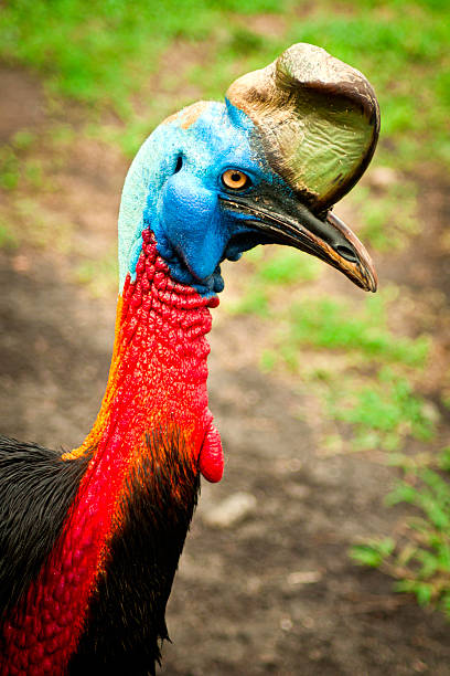 casuarius - cassowary australia papua new guinea beak ストックフォトと画像