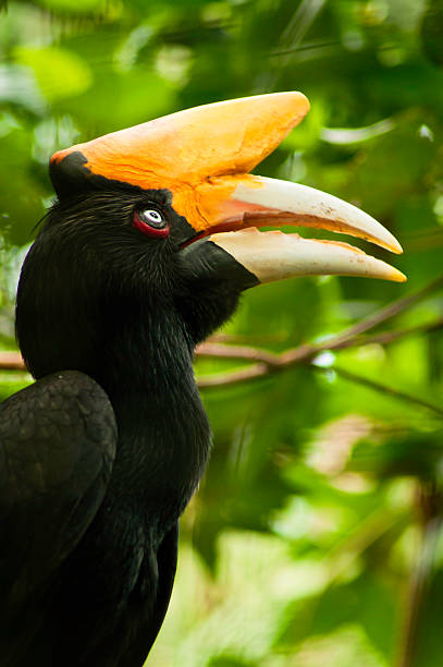 Southern Pied Hornbill stock photo